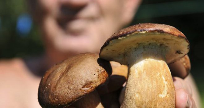 Branjem gljiva se za nekoliko dana može zaraditi prosječna plata, ali većina ne želi da se bavi branjem šumskih plodova