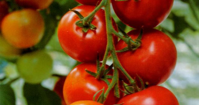 Veliki, crveni, bljutavi: Nije se dogodilo slučajno - zašto je paradajz izgubio ukus?