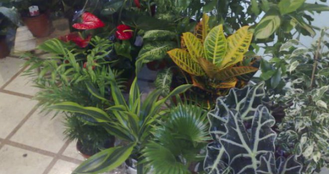Zlata vrijedni savjeti: Evo kako da vaše sobno bilje i cvijeće uspješno preživi zimu