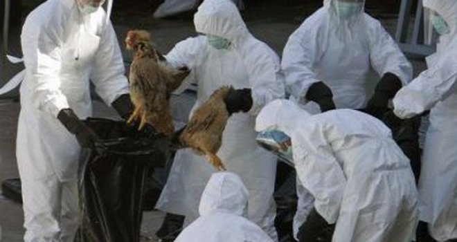 Utvrđeno postojanje virusa H5N8 u Prijedoru