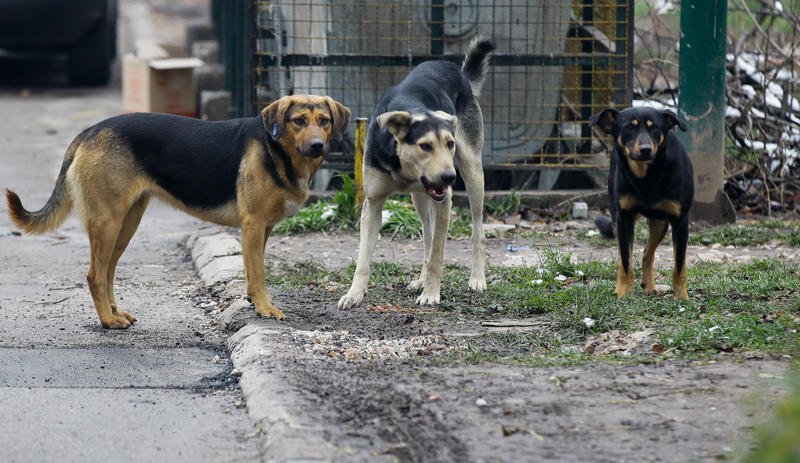 psi lutalice na sarajevskim ulicama