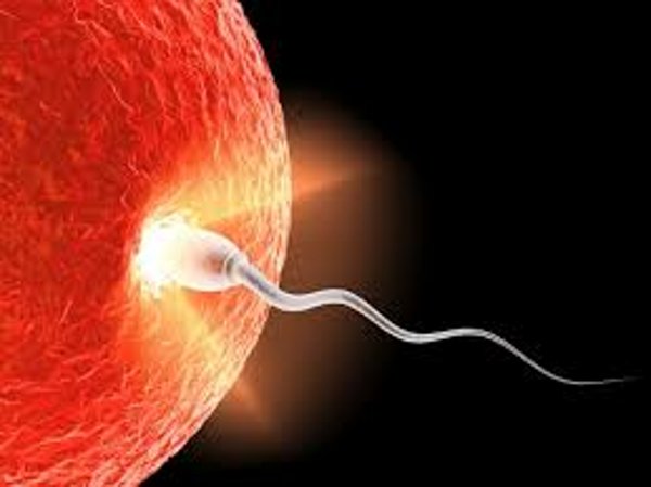 spermatozoid nova