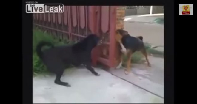 Pogledajte urnebesni sukob dva 'opasna' psa