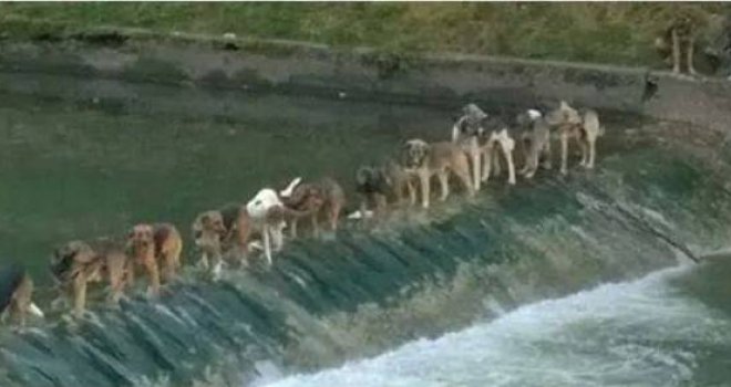 Seoba s Grbavice: Sarajevski psi lutalice u pohodu na drugu obalu Miljacke