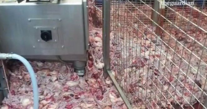Skandal u mesnoj industriji: Piletina zaražena potencijalno smrtonosnom bakterijom