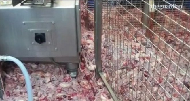 Razotkrivena prljava tajna peradarske industrije - evo kako prerađuju meso!