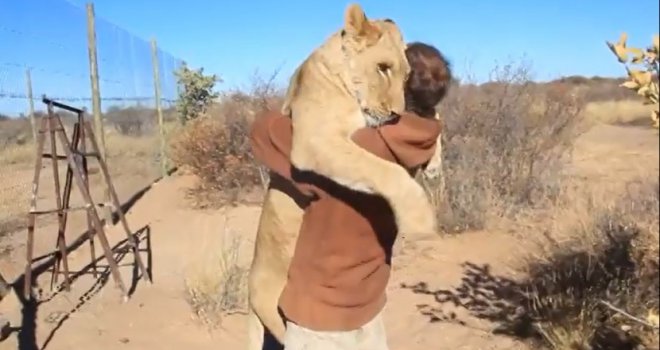 Lav zagrlio čoveka koji ga je pustio na slobodu!
