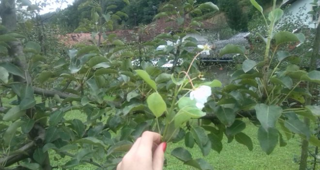 Kruška u banjalučkom voćnjaku procvjetala prvog dana septembra