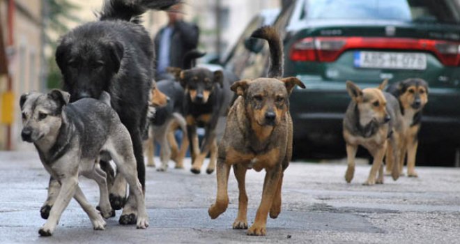 Vlada Kantona Sarajevo donijela odluku: U ponedjeljak počinje uklanjanje pasa lutalica s ulica   