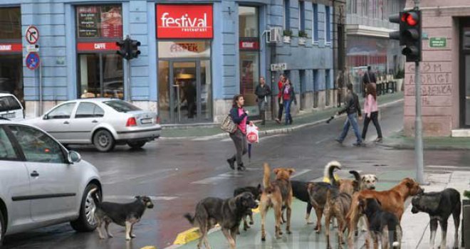 Zahtijevamo da se s ulica Kantona Sarajevo odmah uklone psi lutalice!