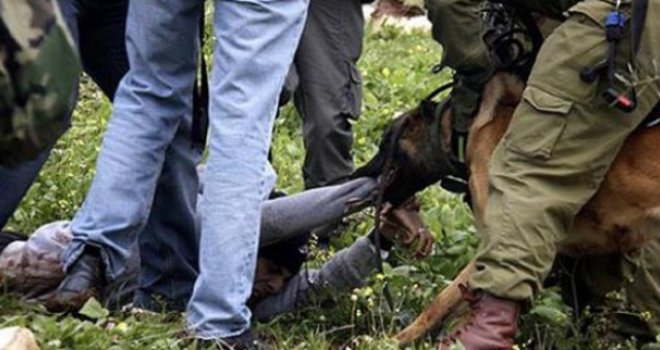 Stravičan snimak: Izraelski vojnici pustili krvoločnog psa na palestinskog dječaka