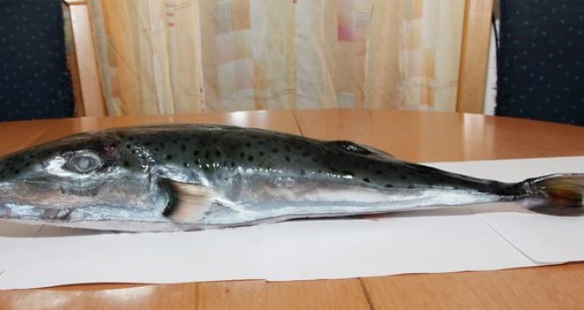 Jedna od najotrovnijih riba na svijetu servirana u restoranu u Dubrovniku?