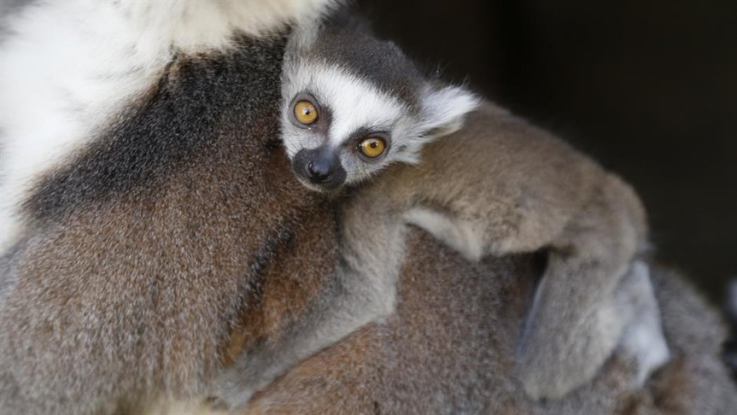 lemuri-bebe1