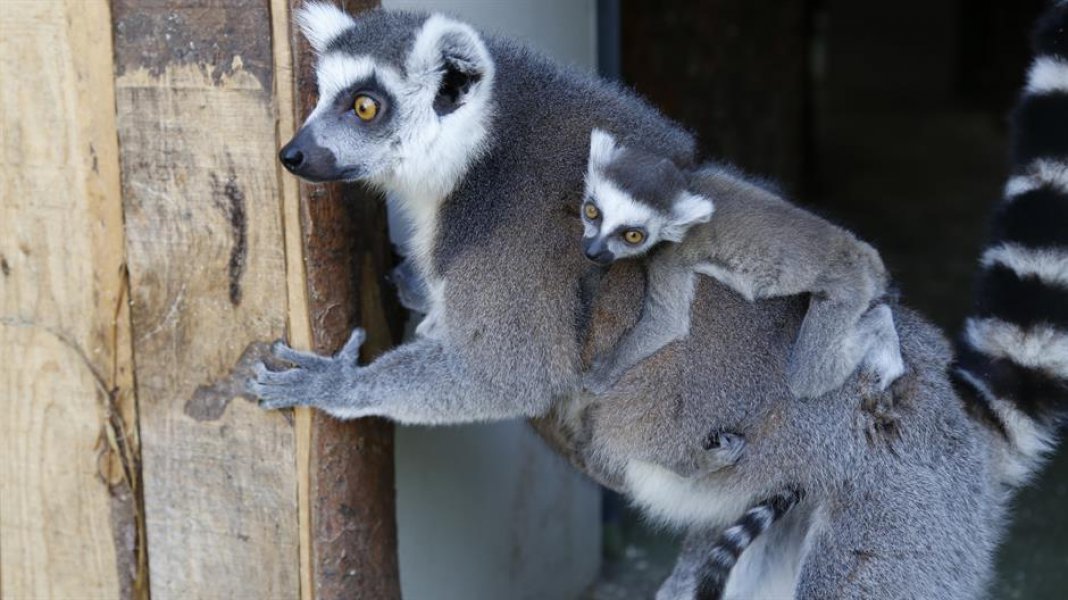 lemuri-bebe2