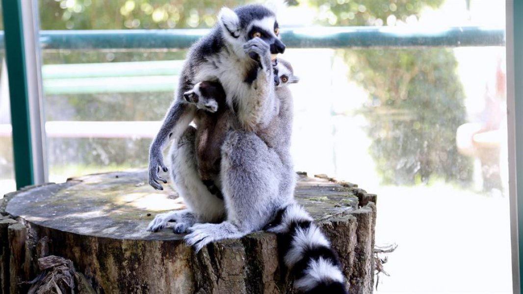lemuri-bebe3