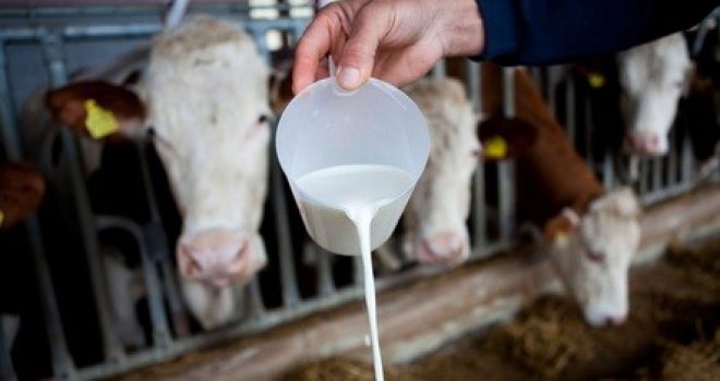 Opasan virus pronađen u mlijeku: Ptičja gripa prešla na krave i brzo se širi... Pomno se prati situacija u Evropi