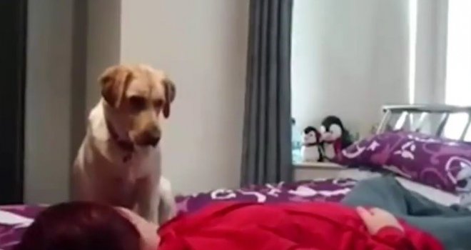 Žena snimila vlastiti napad epilepsije: A ovo je uradio njen VELIKI prijatelj pas! 