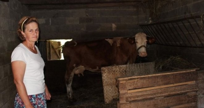 Šok u tešanjskom selu Mekiš: Komšija zatečen kako siluje kravu u štali...