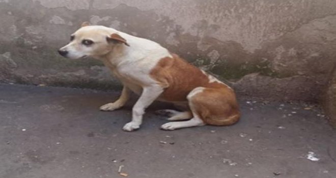Muškarac u Zenici silovao psa, uhvatila ga žena: 'Kada sam došla do kućice, šokirala sam se i počela vikati, a onda je on...'