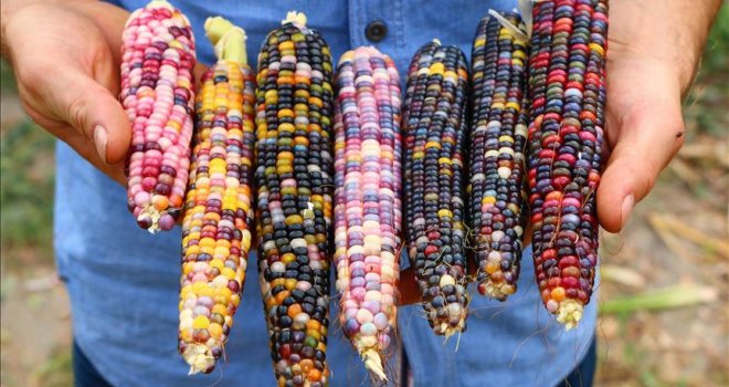 Prati trendove: Mladi poljoprivrednik uzgojio šareni kukuruz