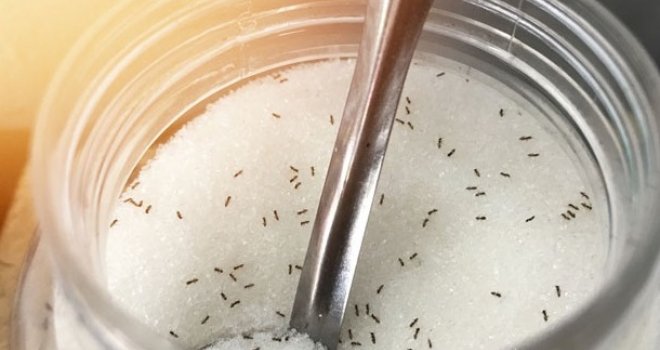 Kako se otarasiti mrava na prirodan i siguran način?