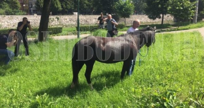 Konj Milan usred Sarajeva čeka 'potkivanje': Ako Inzko i OHR neće da rade svoj posao, šta će nam u državi kao ikebane?!   