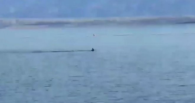 Jutarnji šok na Jadranu: Morski pas ušao u područje ograđeno za kupače, oslobodio ga hrabri dvojac