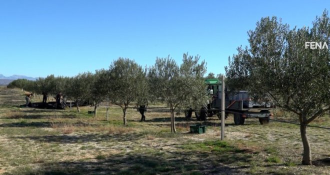 Berba maslina u Hercegovini: Urod za 30 posto manji, ulje poskupjelo, potražnja velika