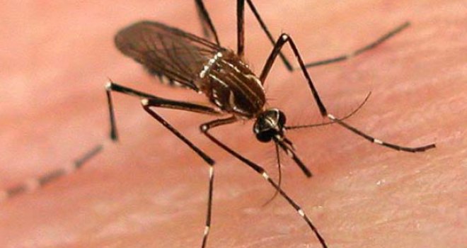 Prijete li nam nove vrste komaraca? Stižu i sa Bliskog istoka, mogli bi donijeti različite bolesti, čak i malariju!