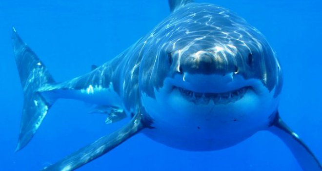 Dramatično upozorenje: U Jadranu živi 36 vrsta morskih pasa i raža