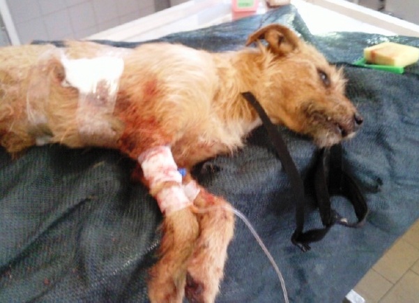 cuko ranjen1 cuko ranjen1