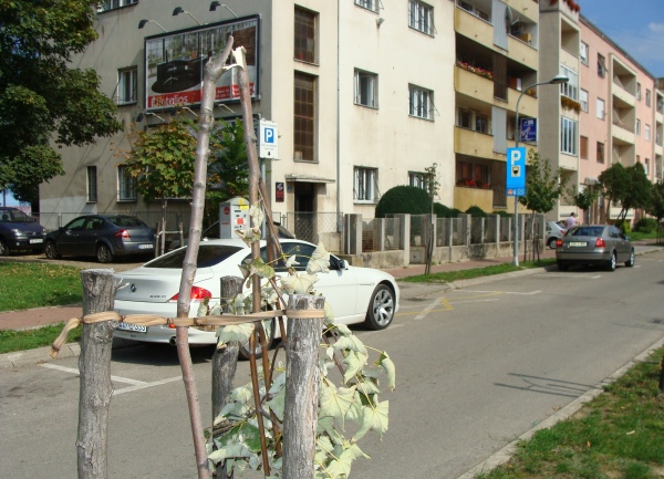 polomljene sadnice u centru Banjaluke polomljene sadnice u centru Banjaluke