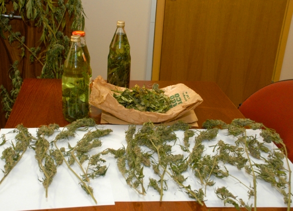 zeleni zmaj zeleni zmaj