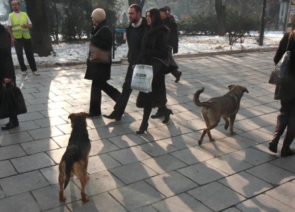 Psi lutalice u centru Sarajeva