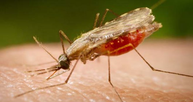 Četverogodišnja djevojčica preminula od malarije na sjeveru Italije