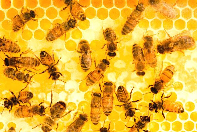 Pčele - ilustracija