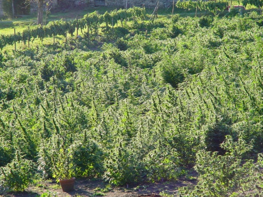 marihuana2
