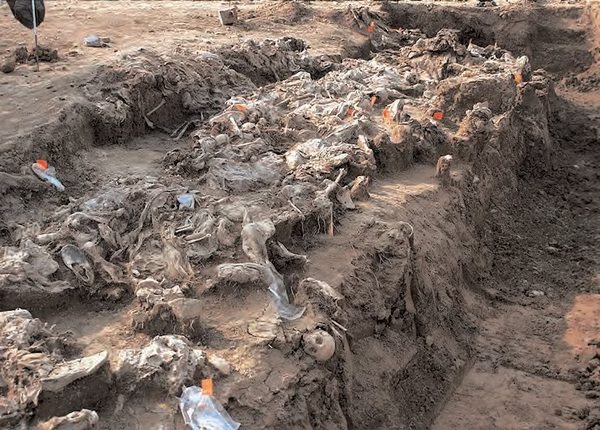 genocid flesh