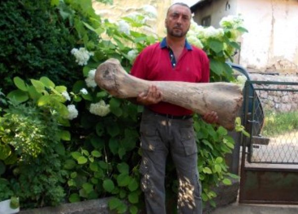 knjazevac mamut