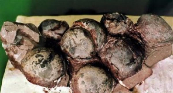 dinosaurus ostaci