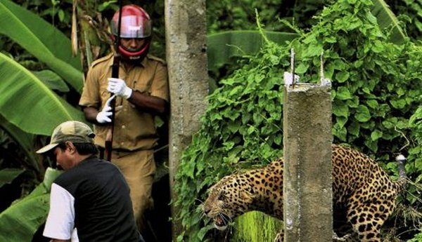leopard u napadu