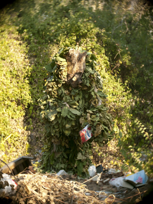 Looking for Leshy