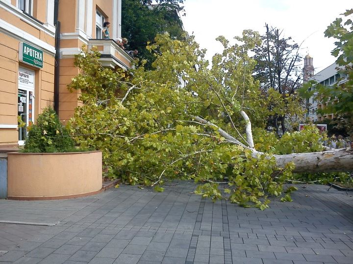 Palo stablo u centru Banjaluke