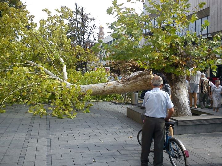 Palo stablo u centru Banjaluke