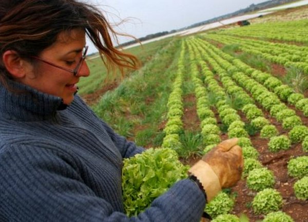 salata branje