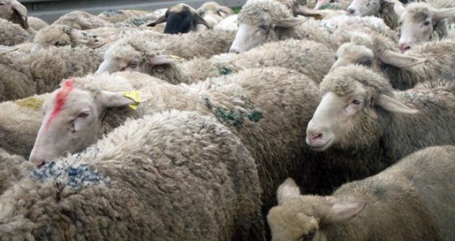 Oglas koji je zainteresovao mnoge: Traži se čoban na Vlašiću da čuva 180 ovaca, plata 1.200 KM