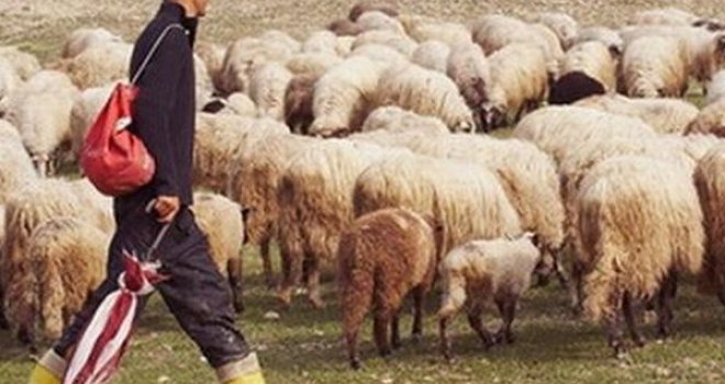 Ko hoće da radi: Čobani u Hercegovini zarade koliko i prosvjetni radnici