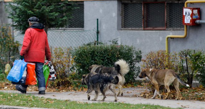 Ove godine zabilježeno 678 ujeda pasa lutalica, rješenja nema