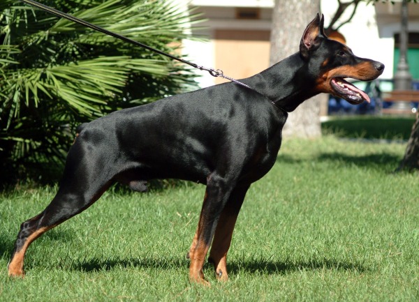 doberman