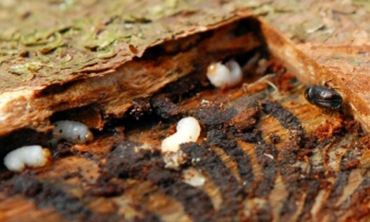 potkornjak